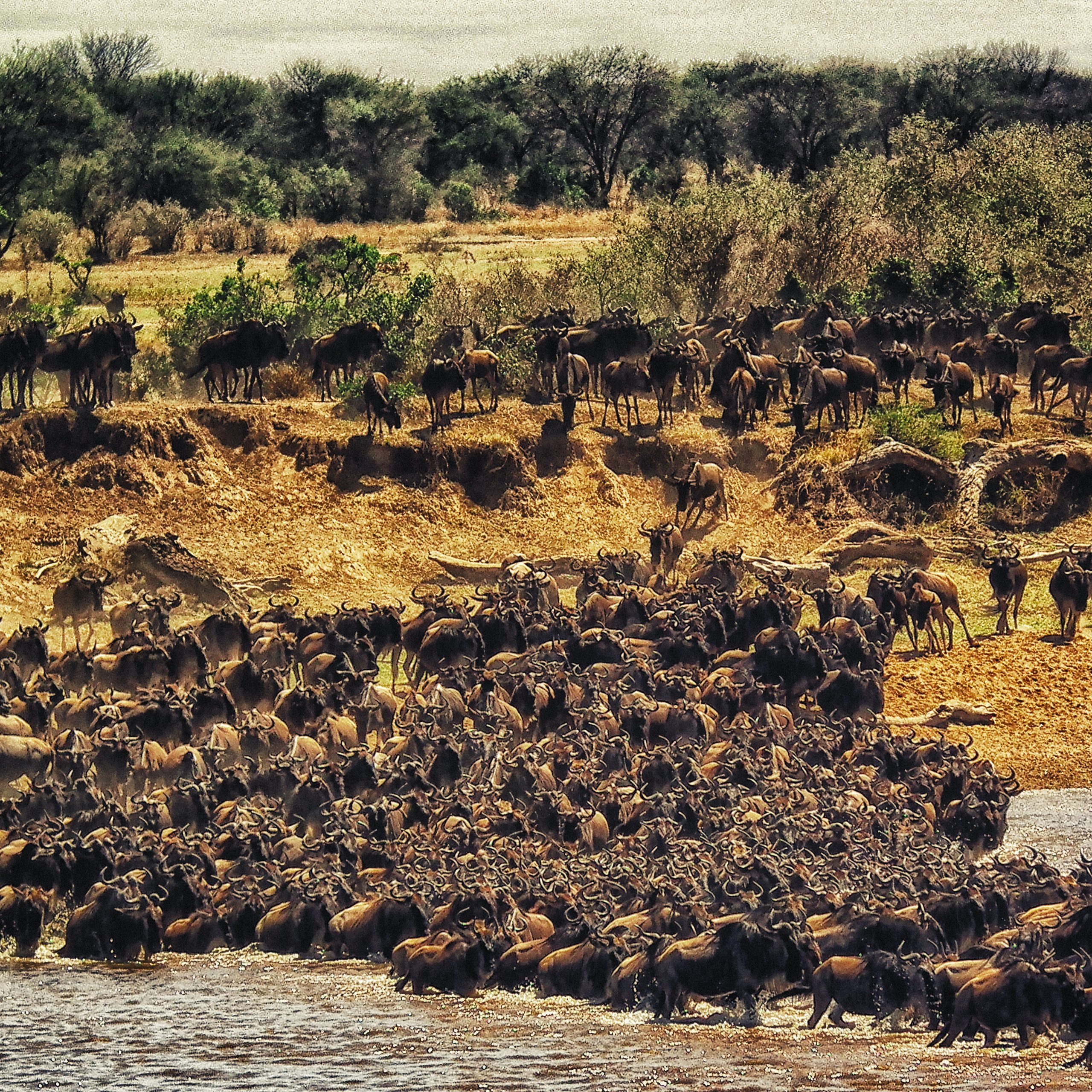 4 Days Wildebeest Migration Adventure